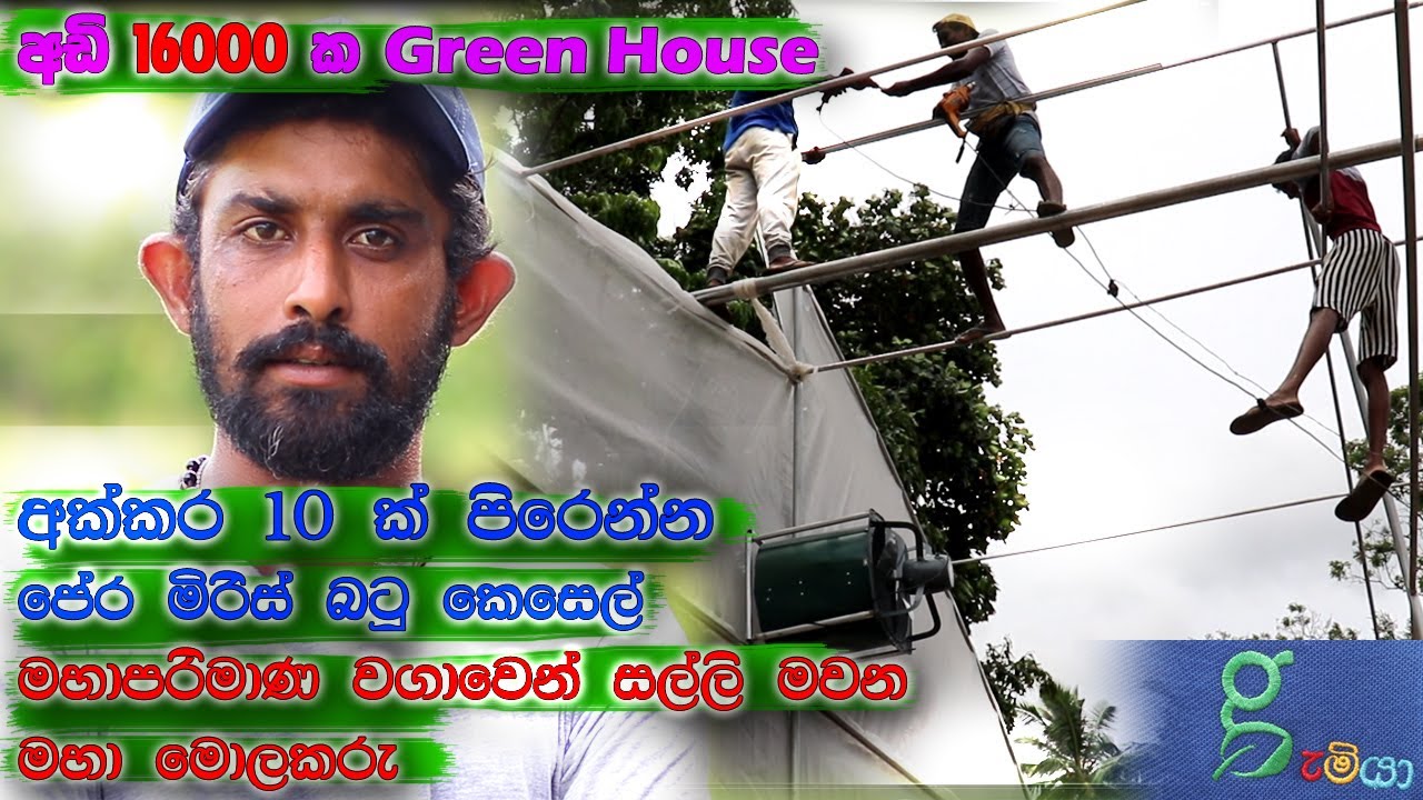 235 RISK එකක් ගන්න බය නැති අක්කර 10ක කෘෂි ව්‍යවසායක 16000sqft GREEN HOUSE වගාවකට අත ගසයි 0716028824