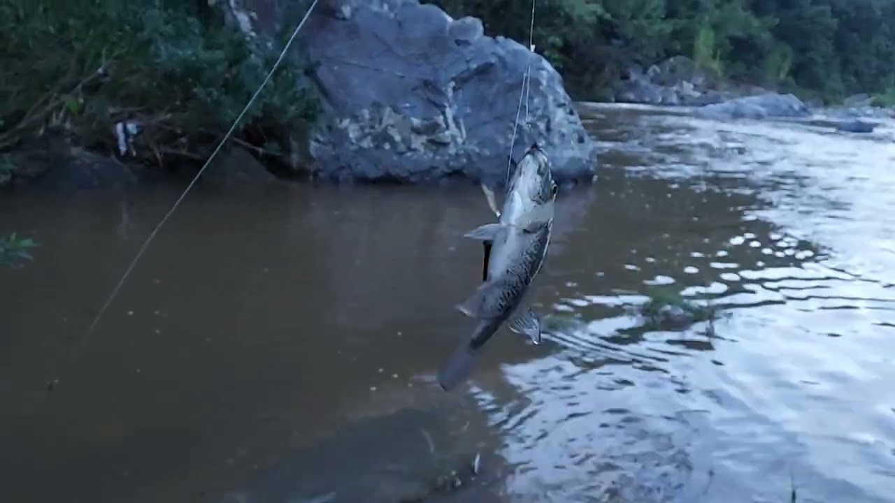 Pescando viejacas en río revuelto 🐟 🎣  ,#naturaleza #vida #paz #