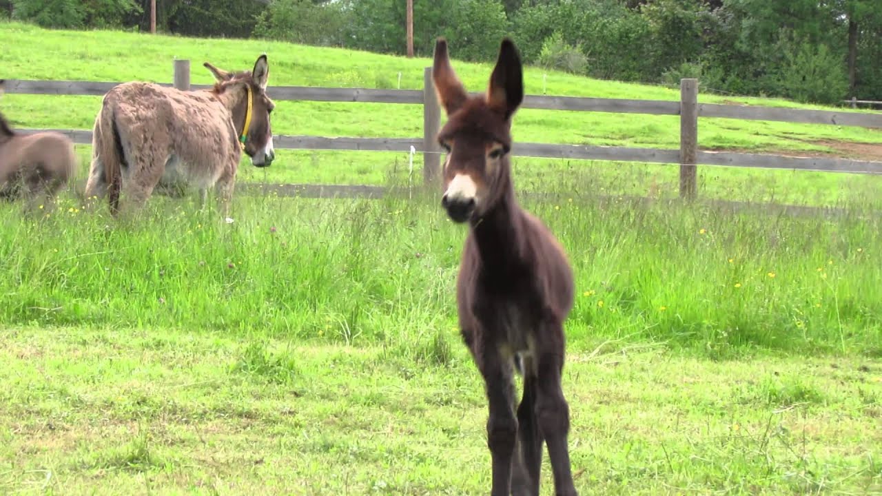 Puledri all'arrembaggio!