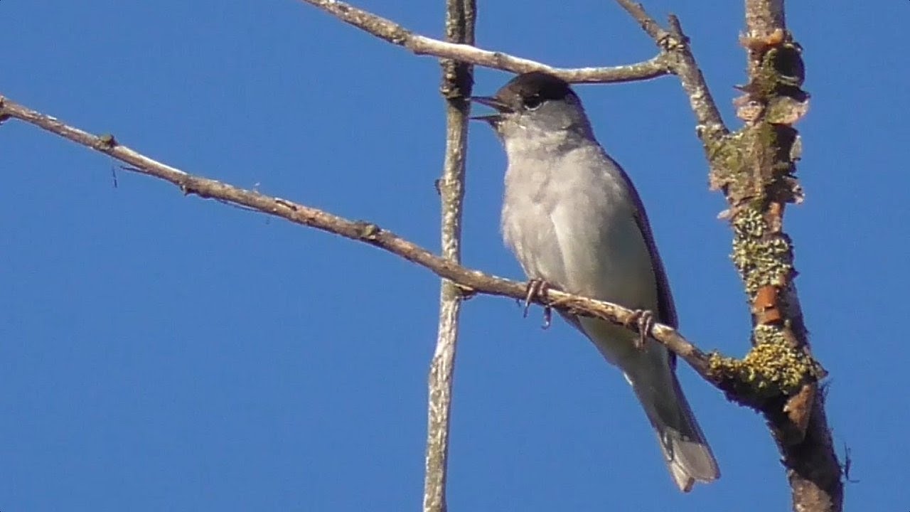 Blackcap Singing.