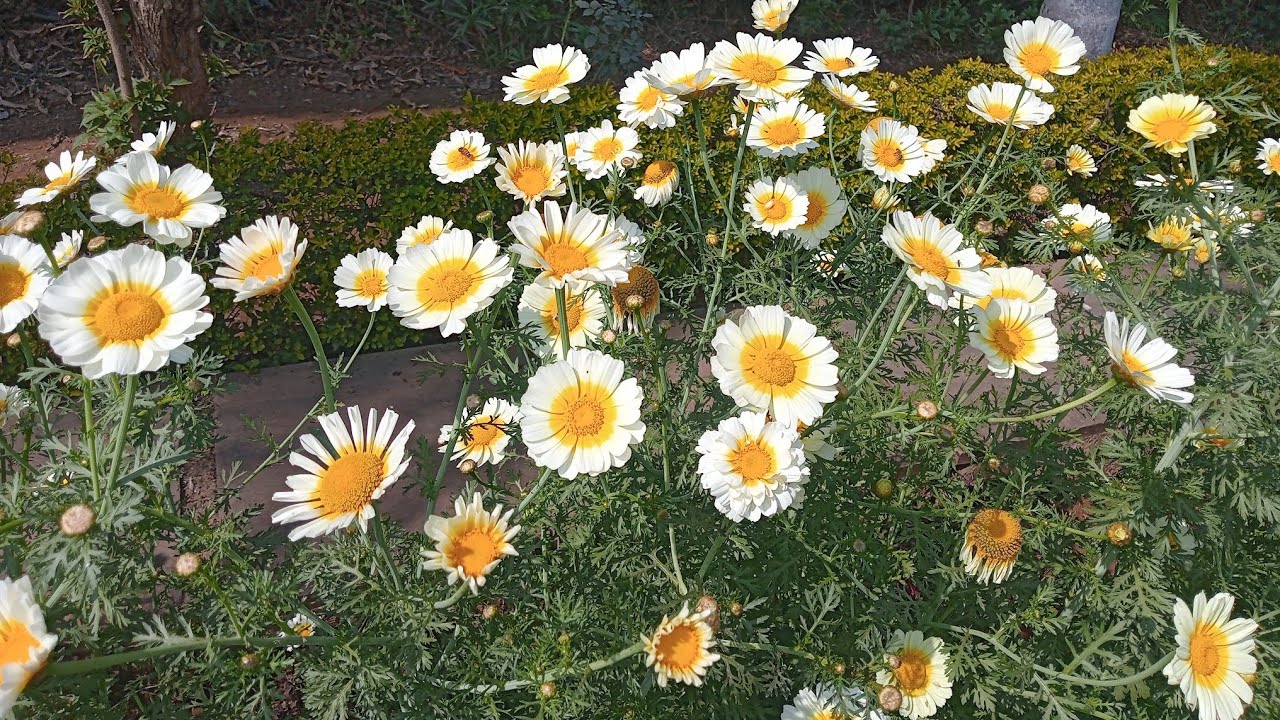 How to grow and care Glebionis Coronaria flower plant