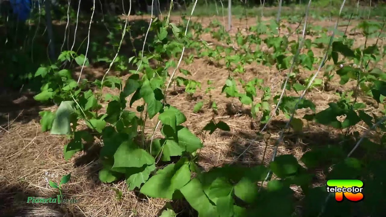 Pianeta Verde, “Gli orti del monte”: ortaggi e frutta da agricoltura organica rigenerativa)