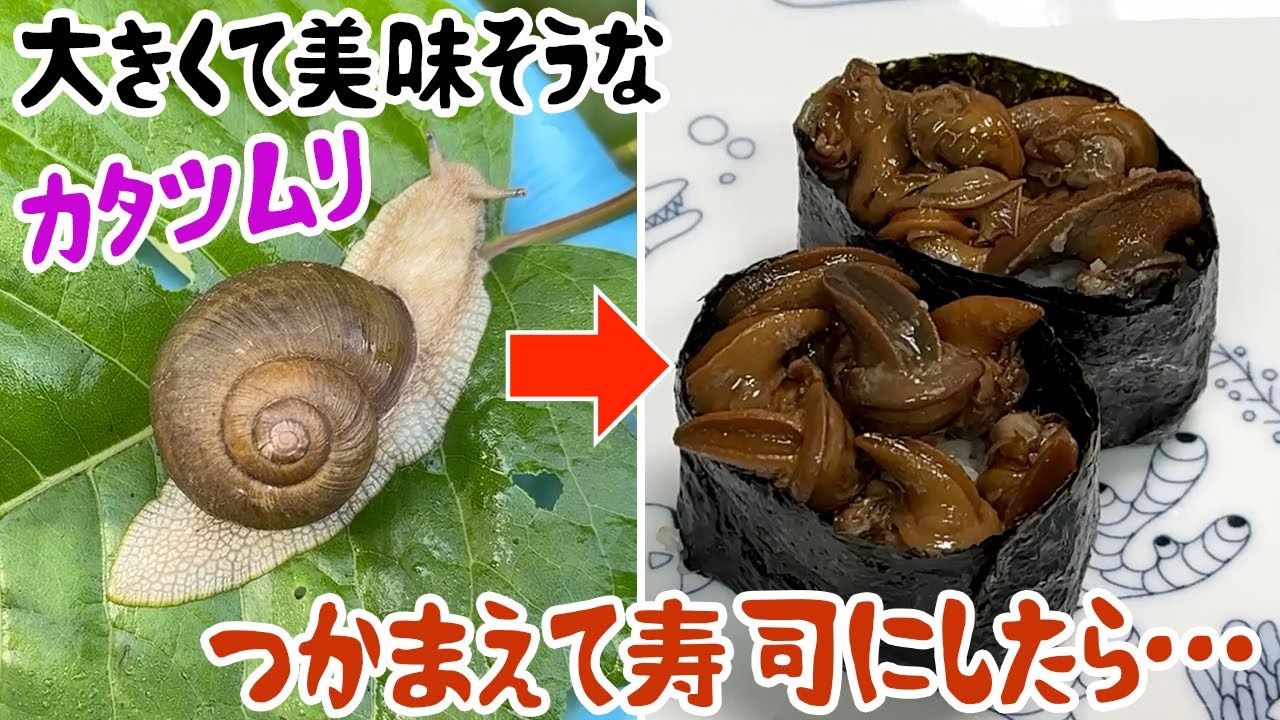 大きくて美味そうなカタツムリ、捕まえて寿司にしたら…