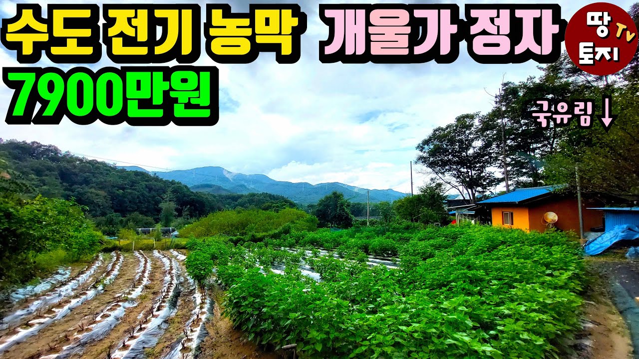 와~ 1억이하 양평 땅이 이 모든걸 다 갖추고 있다고! 수도 전기 난방시설 갖춘 농막과 토지 옆 개울가 정자까지! 국유림 산자락 아래 자리잡은 텃밭 힐링 토지 #양평싼땅 #양평농막