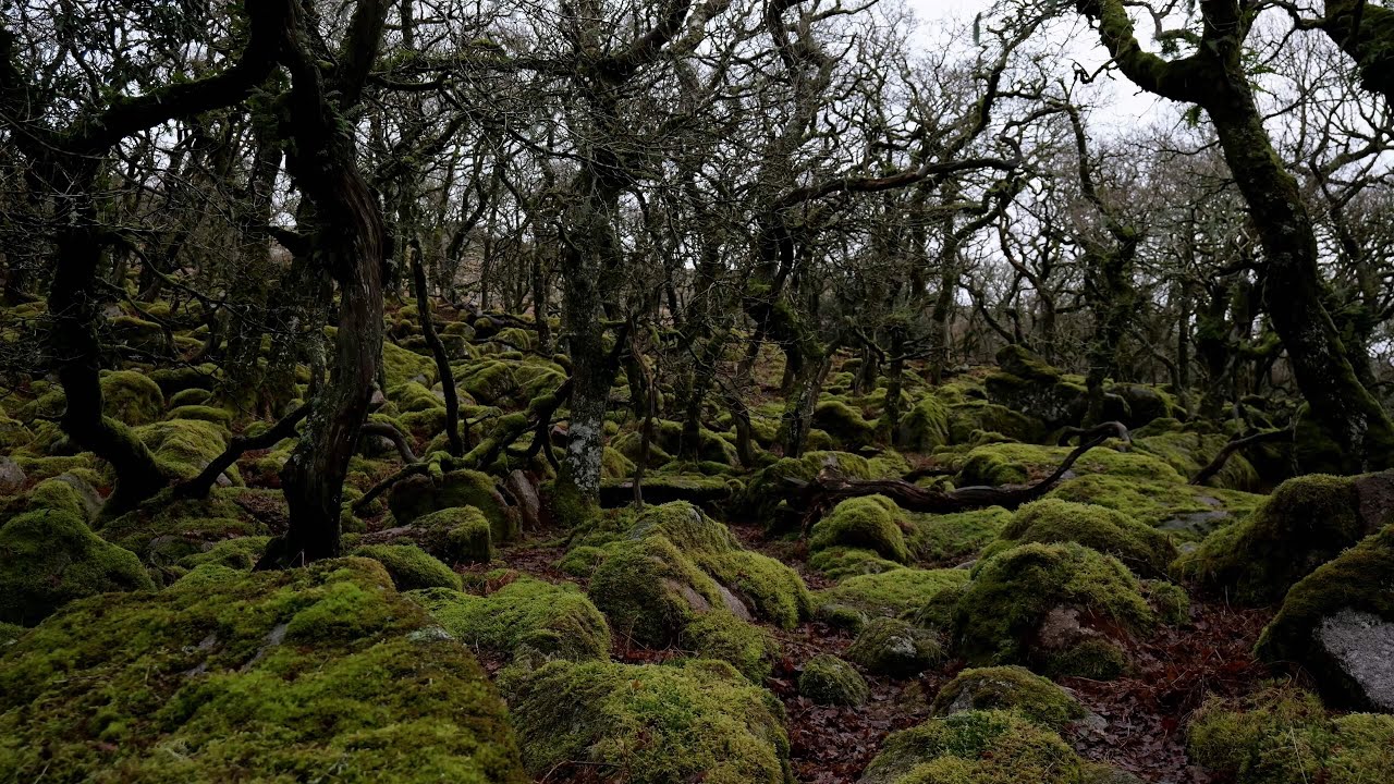 Ancient Trees – Still Forest View | Dartmoor