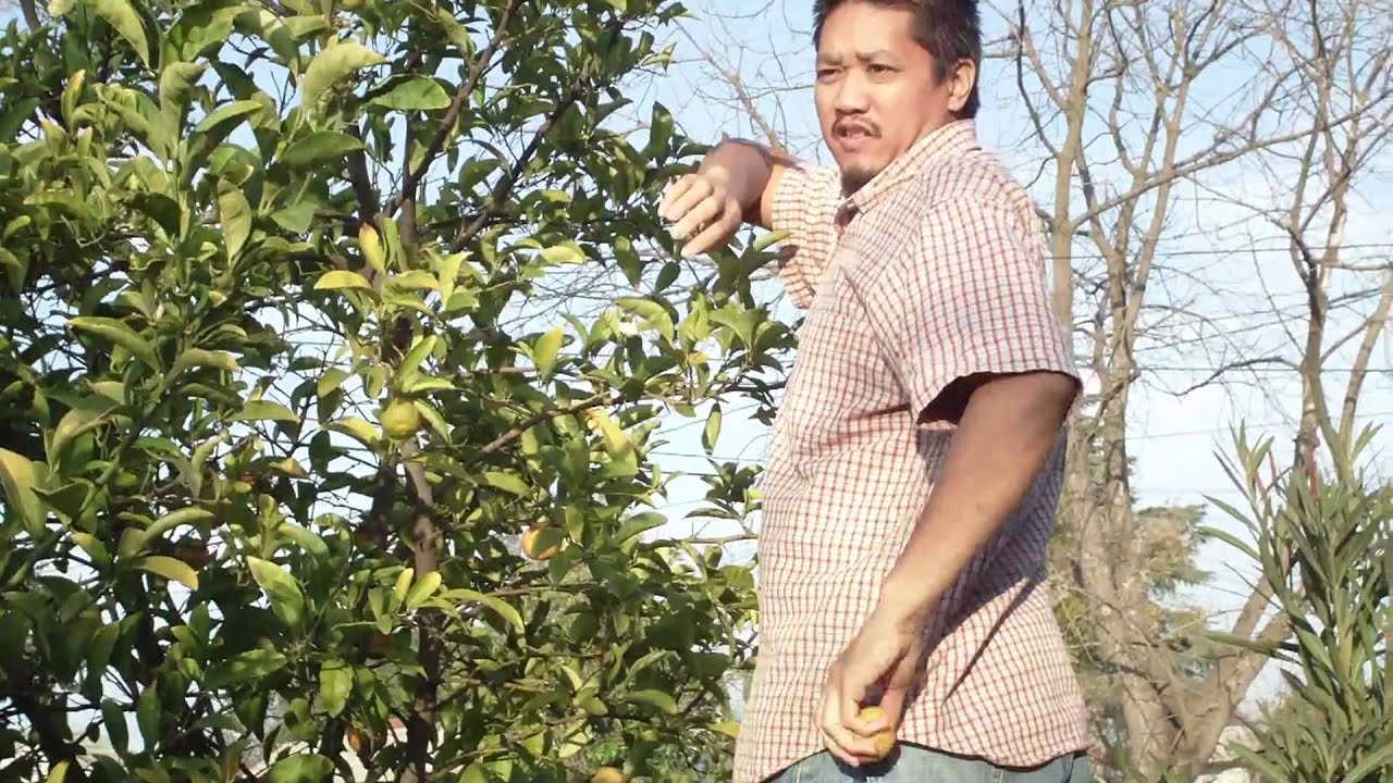 Lemon Tree