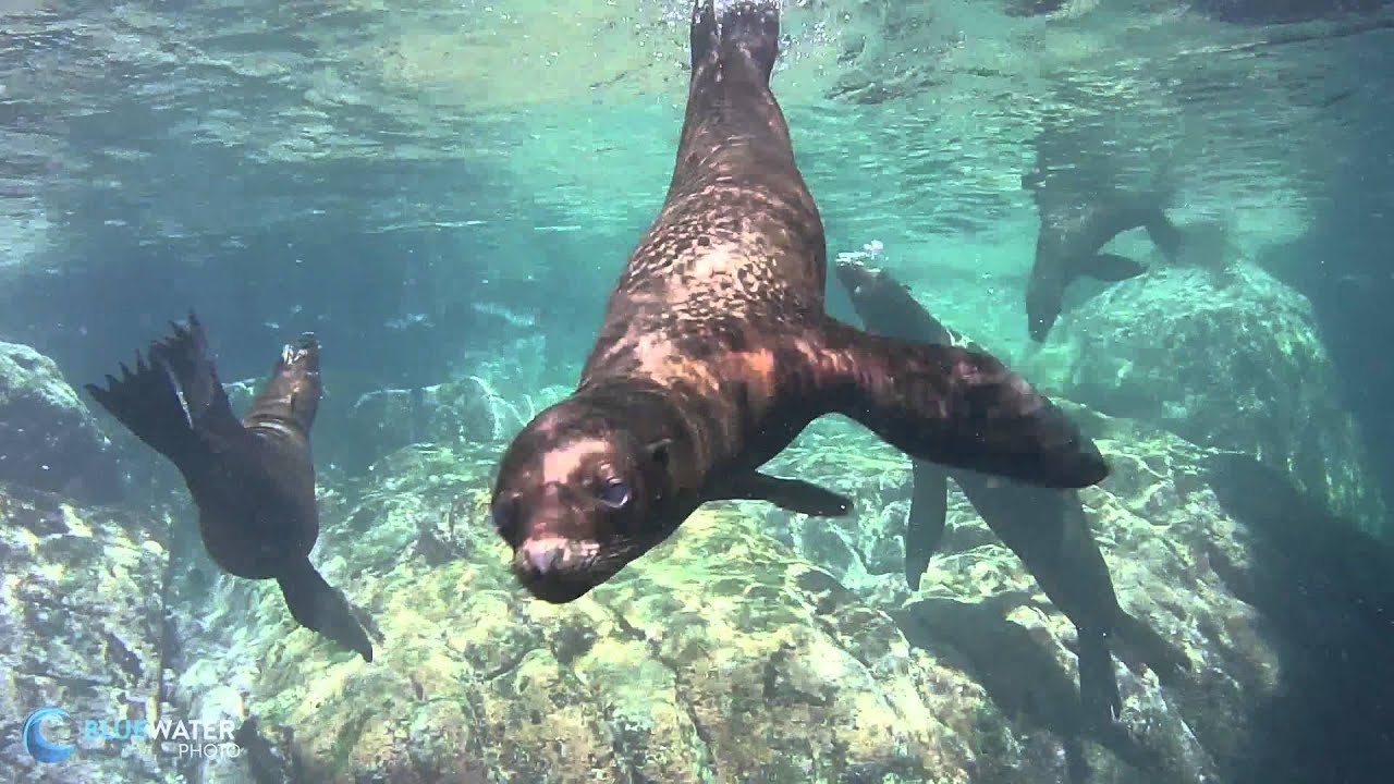 SeaLife MicroHD+ Underwater Video - Sea Lions in La Paz
