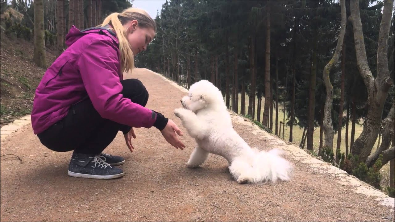 Amazing Barbel tricks bichon frisé