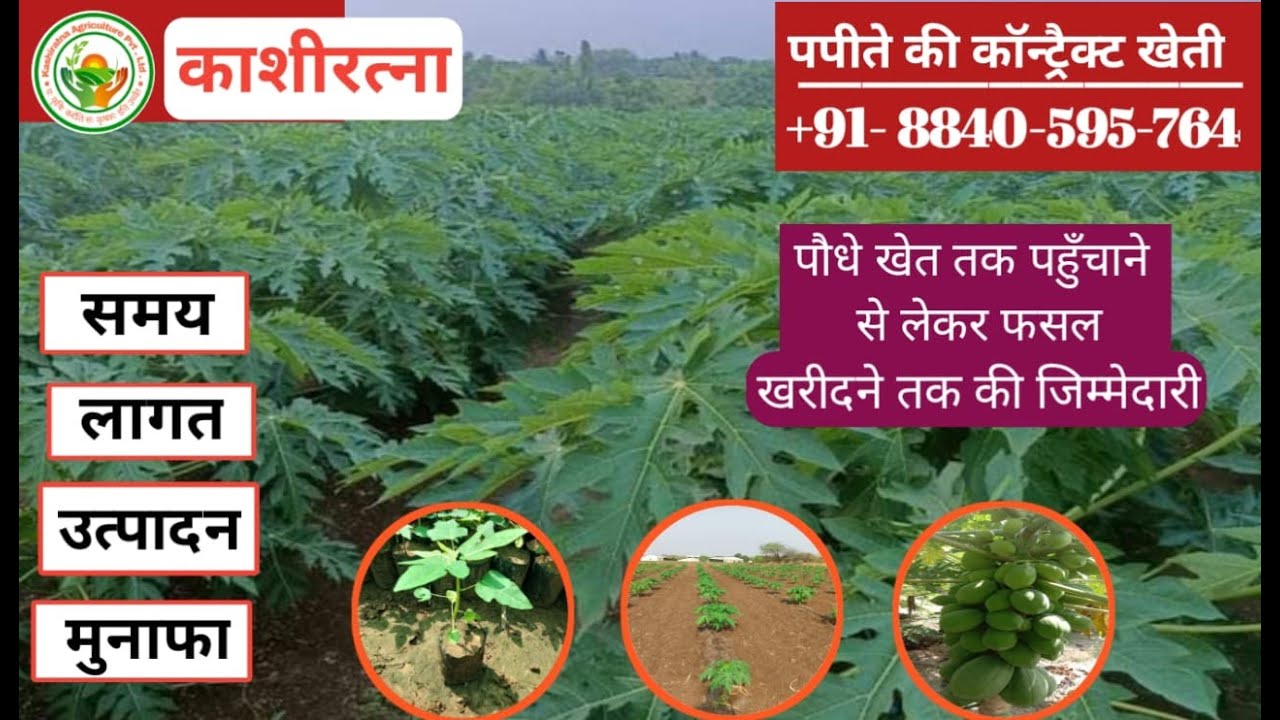 7. पपीते की खेती : पौधों की खेत तक सप्लाई, टेक्निकल सपोर्ट, उपज की खेत से बाई-बैक गारंटी