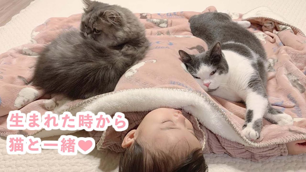 2匹の猫さんに本当の妹のように育てられた女の子 優しい絆は紡がれて…♡