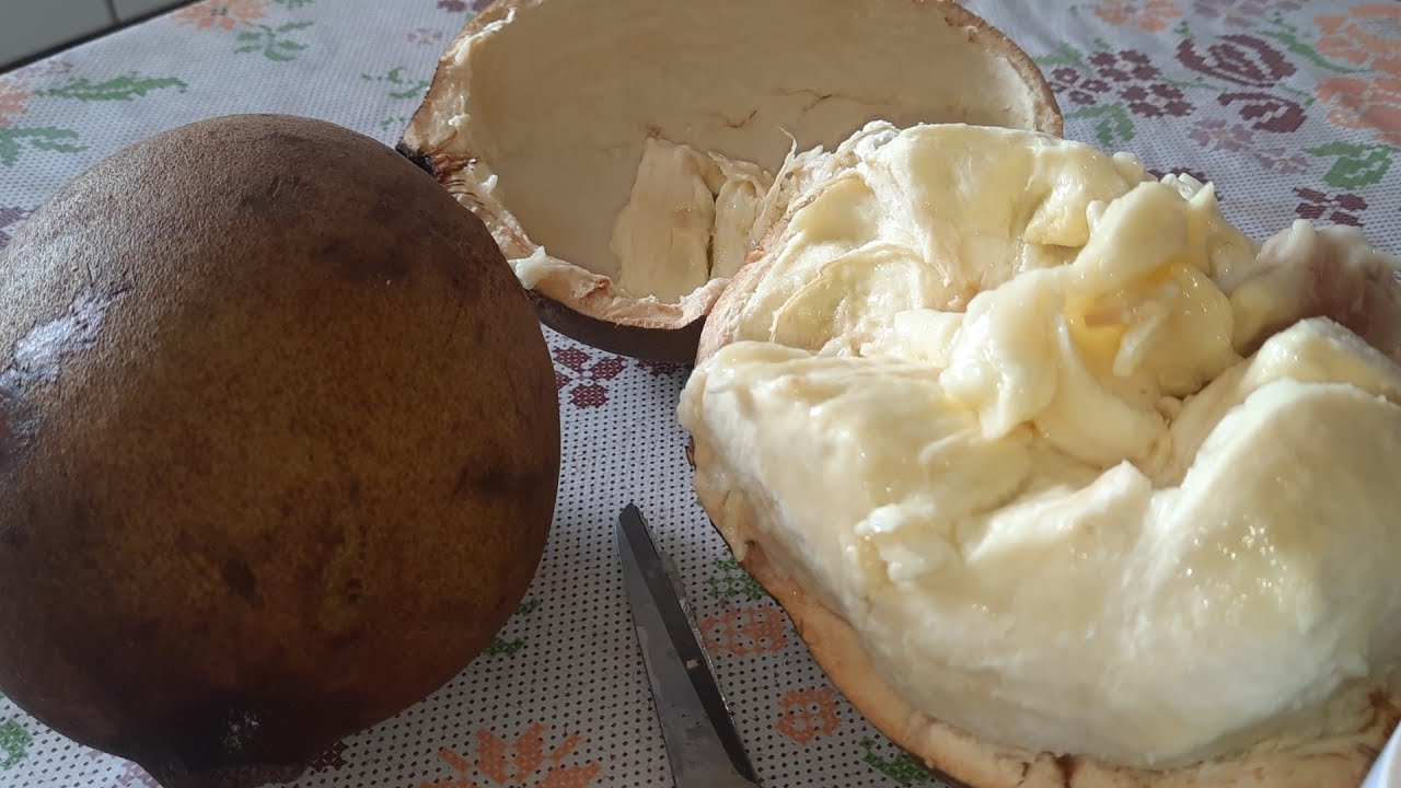 Como extrair a polpa do cupuaçú  e preparar o suco.