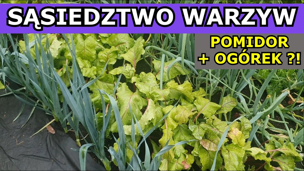 Instruktaż - Sąsiedztwo Warzyw | Pomidor i Ogórek ? Cebula i Marchew ? Co sadzić obok siebie.
