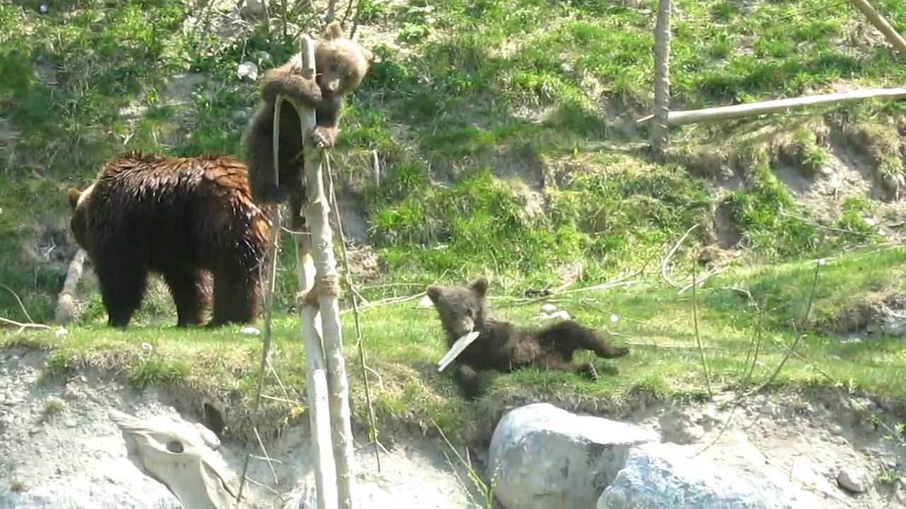 Bärenpark Bern - Ursina & Berna spielen