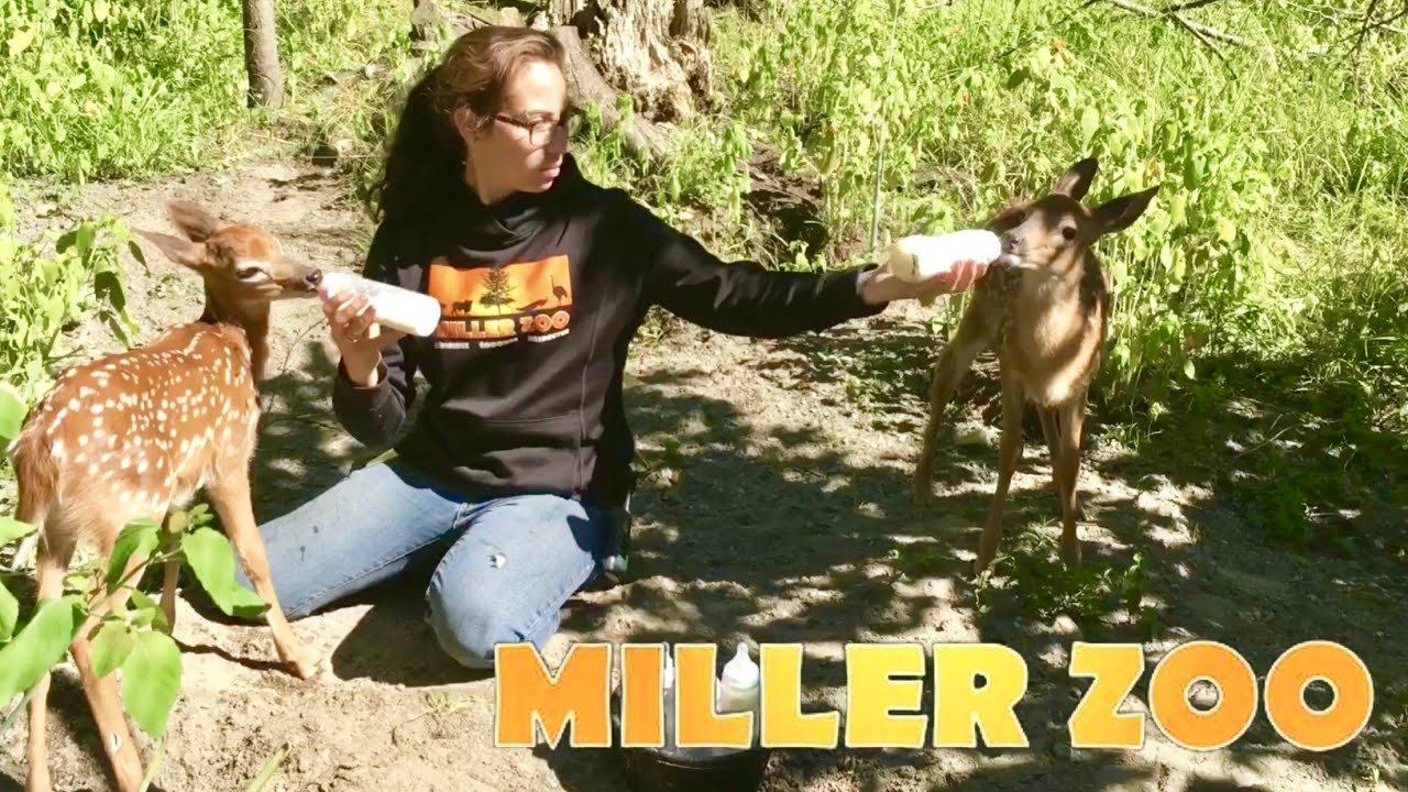 Miller ZOO à Frampton août 2017
