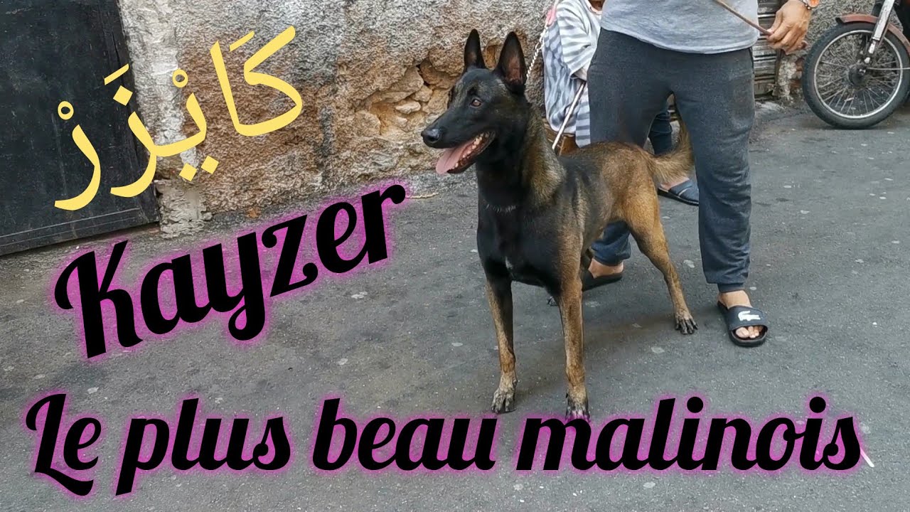Kayzer le plus beau malinois charboné آجي نتولعو جميع عند زريقة لي عندو #كايزر #أجمل_مالينوا شاربوني