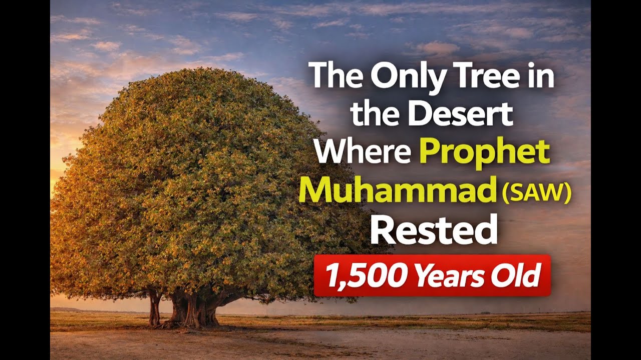 The Only Tree in the Desert Where Prophet Muhammad ﷺ Rested | 1,500 Years Old