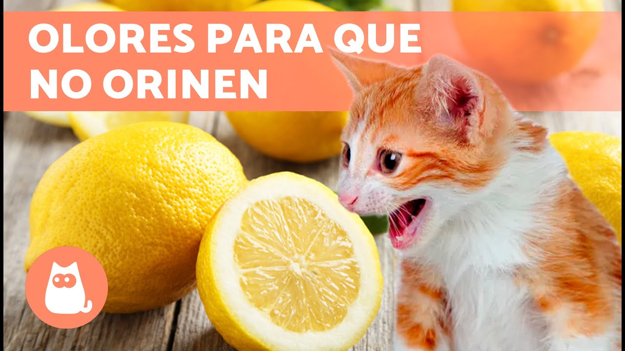 10 REMEDIOS CASEROS para que el GATO NO se ORINE en CASA 🐱✅ (Repelente Para Gatos)