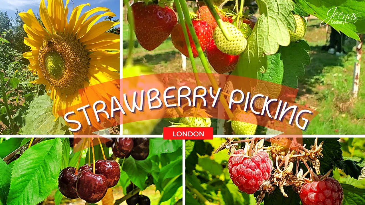 Strawberry Picking In UK | London Strawberry Farm | Cherry picking | Strawberry Picking with Family