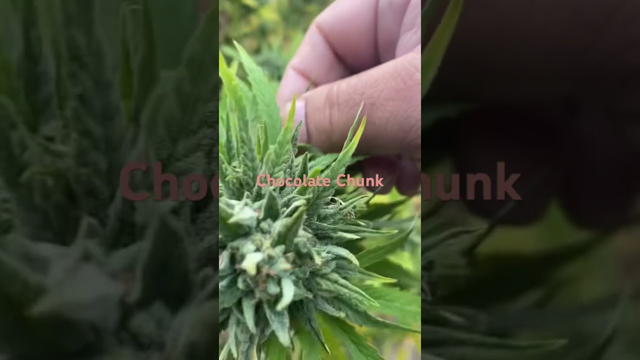 Chocolate chunk #music #jazz #soul #dance #420 #green #2024 #grow #fyi #trending