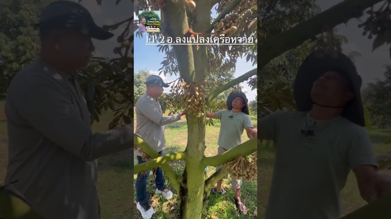 EP.1-2 ลงแปลงเครือหวาย