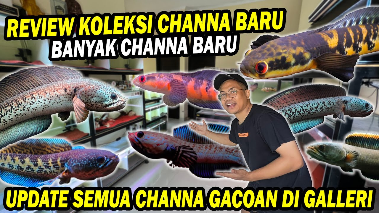 UPDATE!! SEMUA KOLEKSI CHANNA KONTES BOS BOS QU