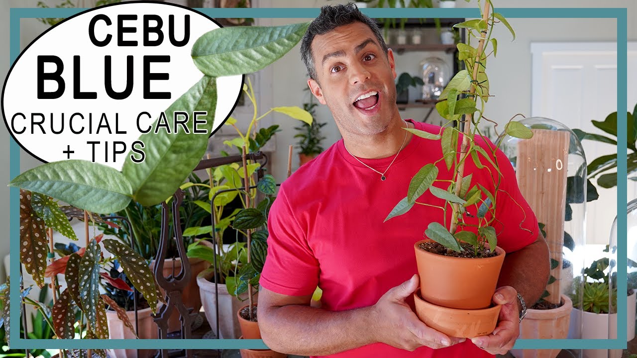 Houseplant Trends 2022: Cebu Blue (Epipremnum Pinnatum) Crucial Care! #CebuBlue #EpipremnumPinnatum