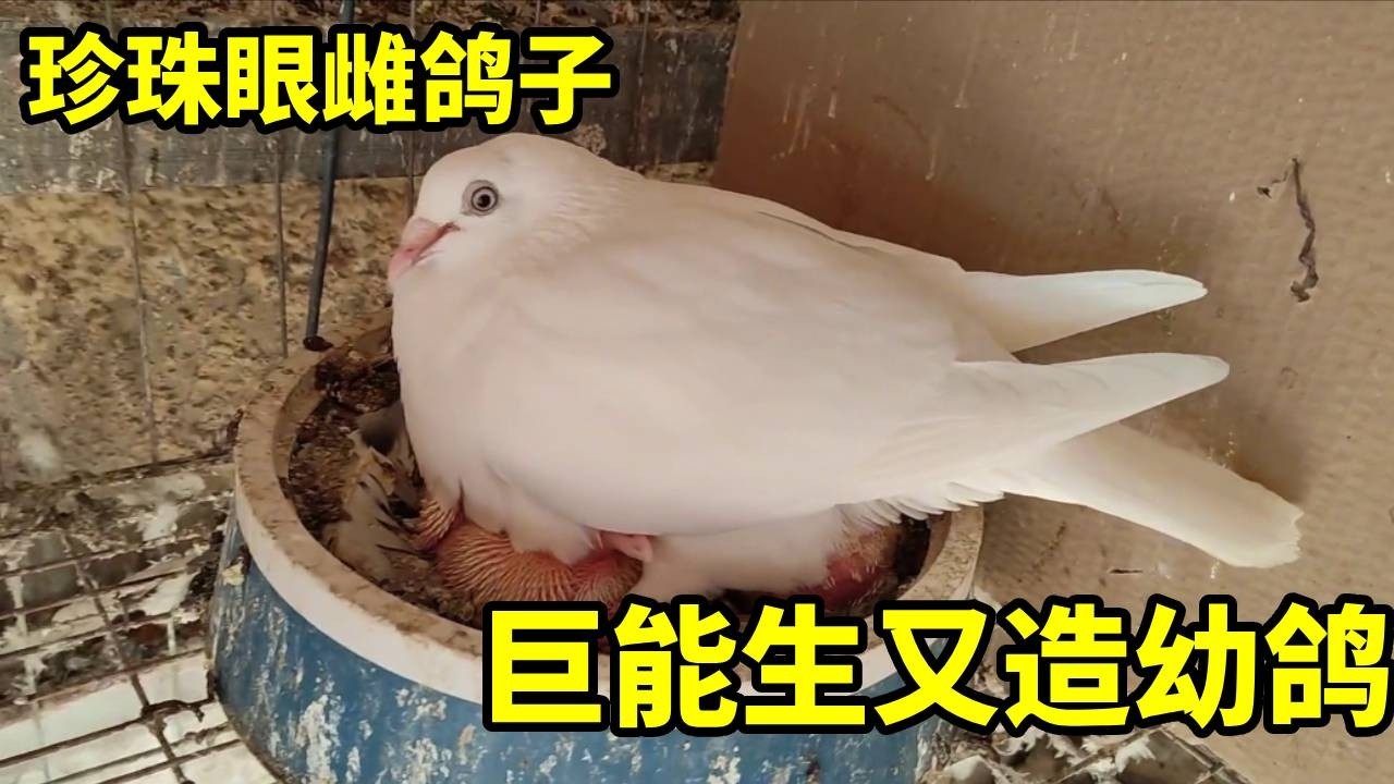 白白胖胖的雌鸽子，真能生，又孵了俩仔！！！