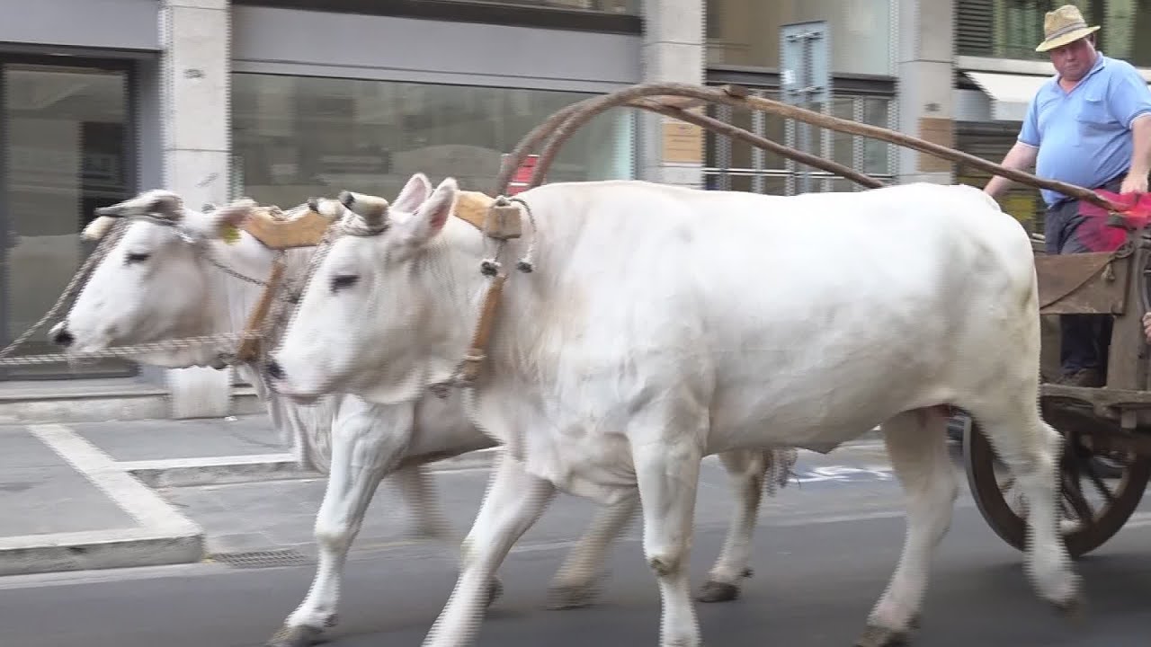 I carri di Ruscello sfilano in città