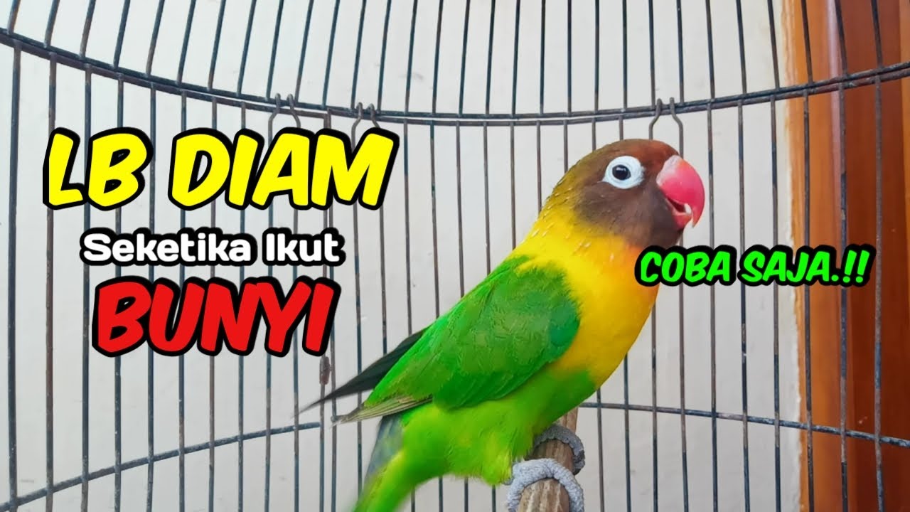 Lovebird Ngekek Panjang FIGHTER, Di Pancing Suaranya Lovebird Semula DIAM Langsung NYAUT Seketika