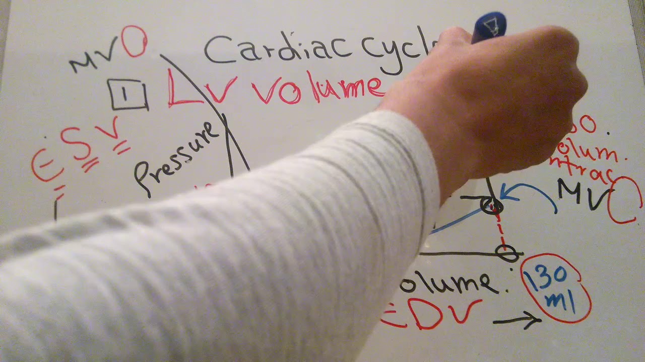 CVS new system (Cardiac cycle curves) dr mohamed fayez