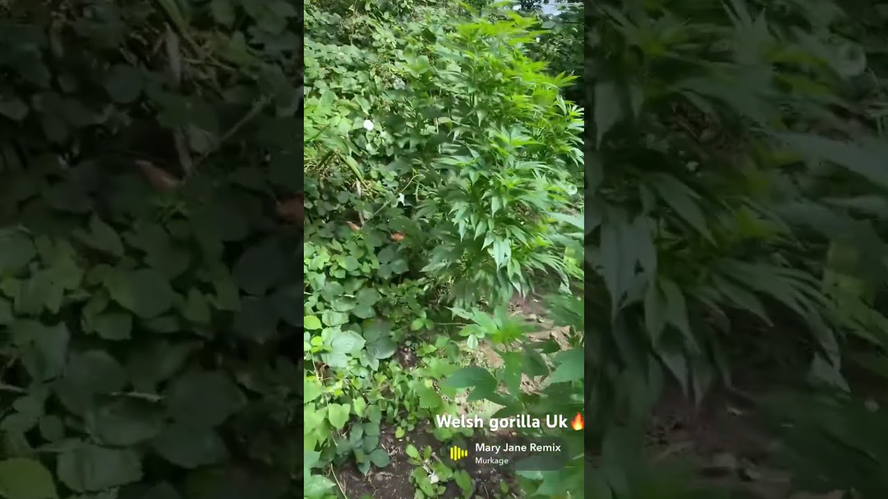 Wild Uk grow og kush clones🔥