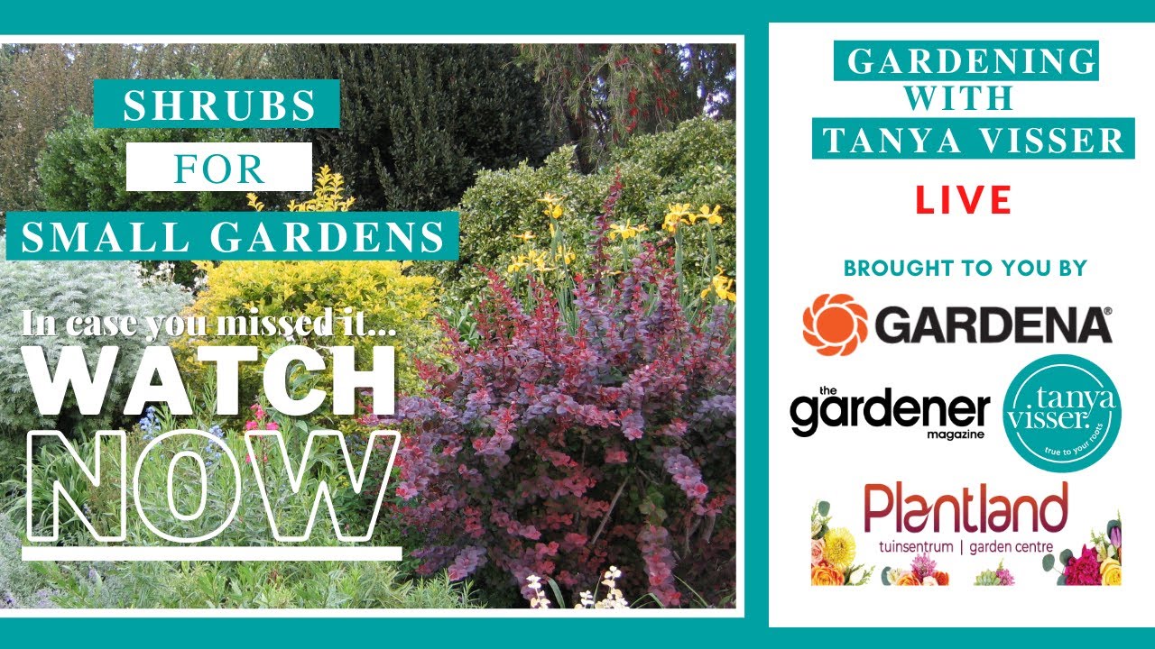 Shrubs For Small Gardens | Masterclass with Tanya Visser