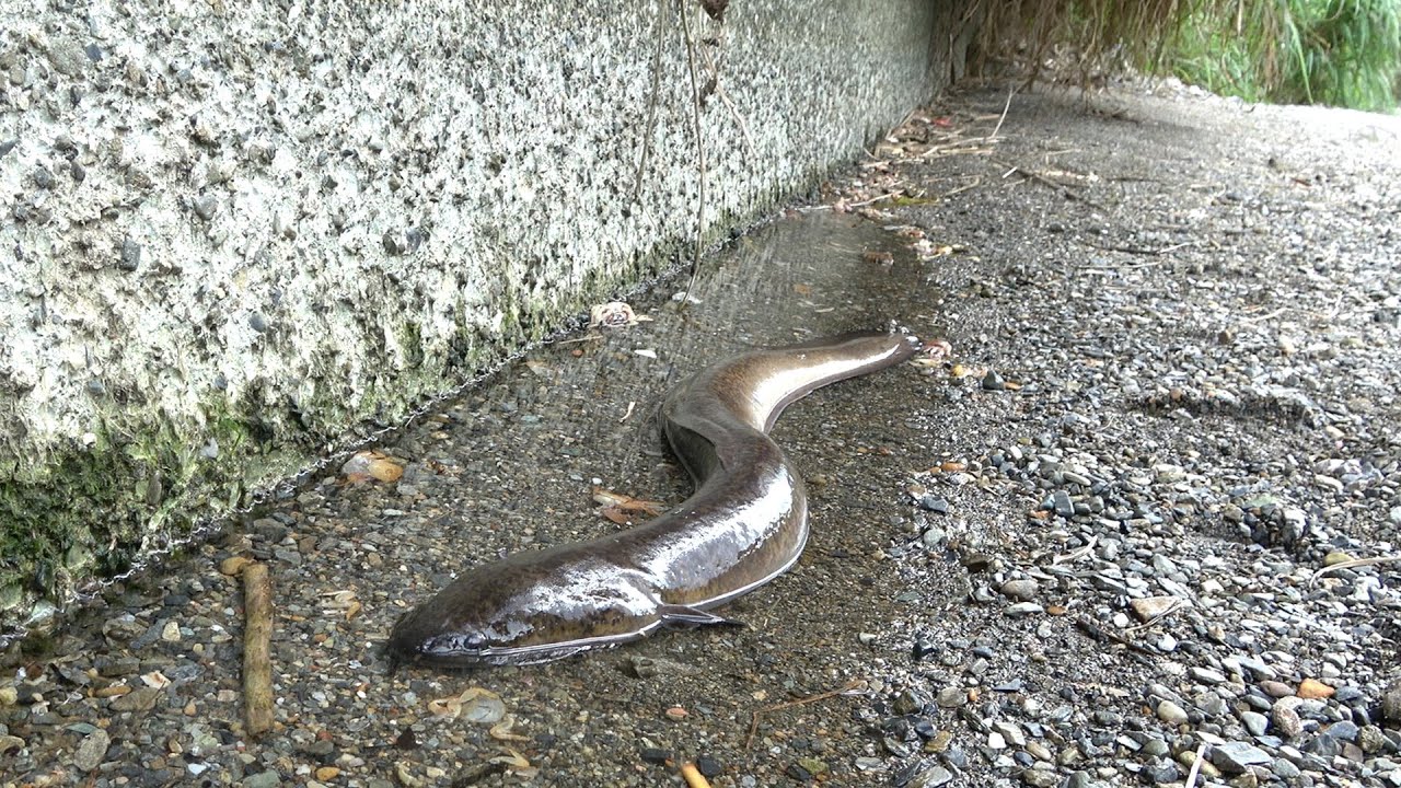 水たまりに取り残されたオオウナギを救出