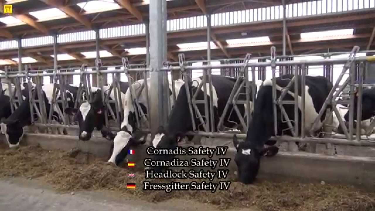 JOURDAIN leader 3 bâtiments d'élevage bovin avec Cornadis, logettes