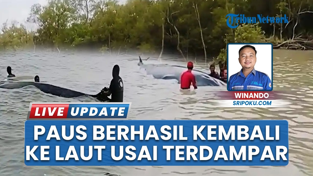 Paus Besar Berukuran 10 Meter Berhasil Kembali ke Laut, Sempat Terdampar di Sungai OKI