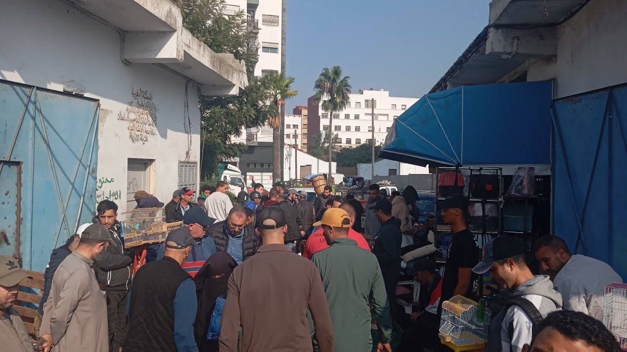 سوق القريعة يوم 2/11/2024 لجميع عشاق طيور زينة 🦜🔥🤯🔥🔥🐦‍⬛#سوق_القريعة
