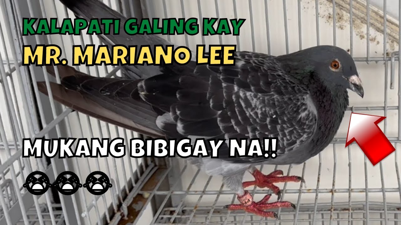 Kalapati galing kay Mr. Mariano Lee mukang bibigay na!!! - #clementefamilyloft