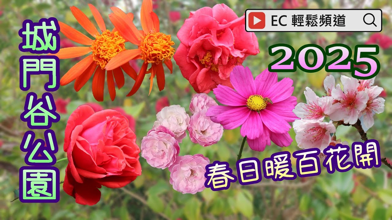 2025 | 城門谷公園 | 春日暖百花開 | 玫瑰 | 鑽石玫瑰 | 櫻花 吉野櫻 | 墨西哥火焰藤 | 茶梅 | 大波斯菊 | Shing Mun Valley Park
