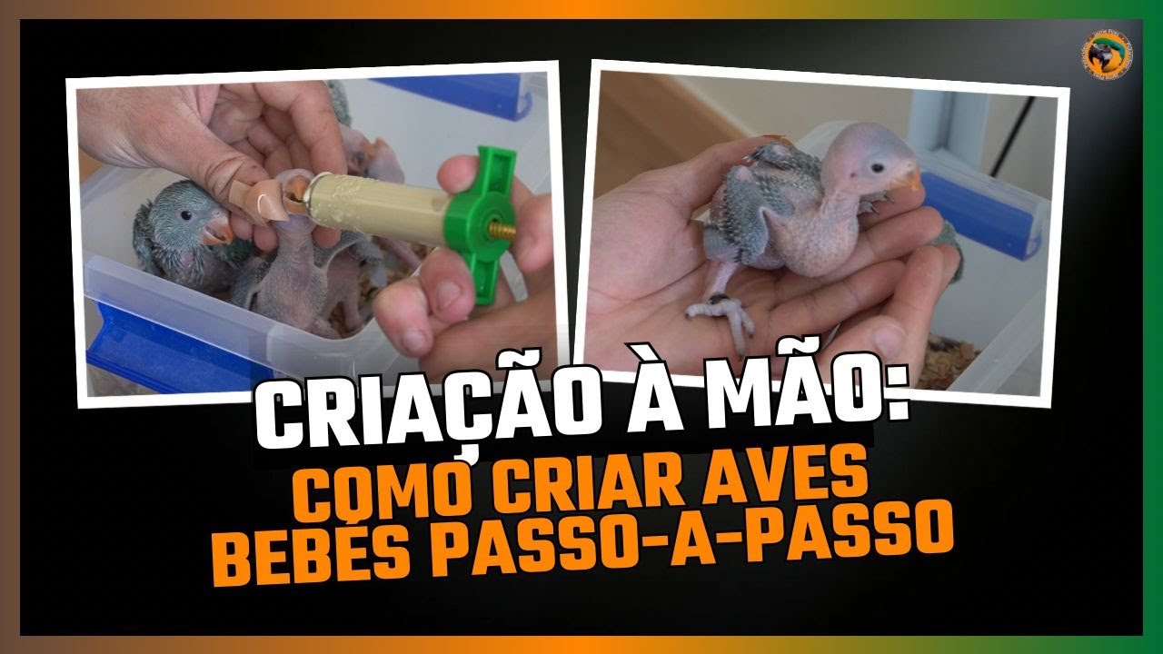 CRIAÇÃO À MÃO: PASSO-A-PASSO PARA CRIAR AVES BEBÉS À PAPA