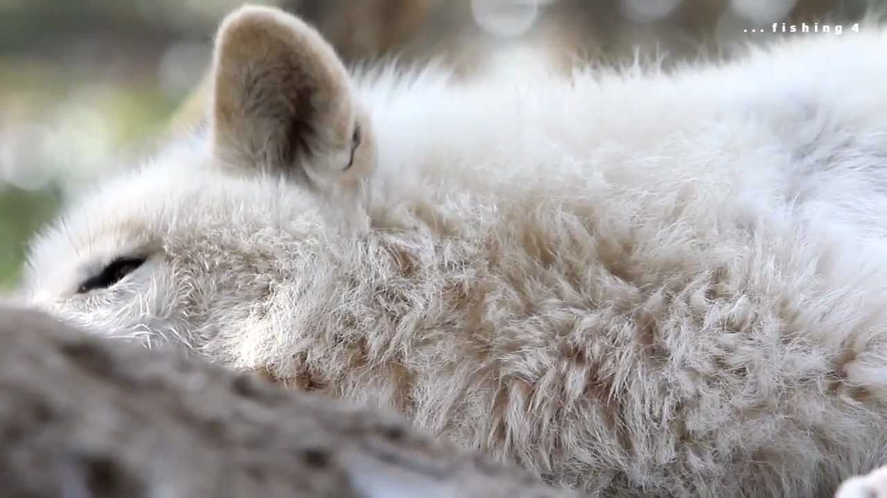 WOLFES (May 2011)
