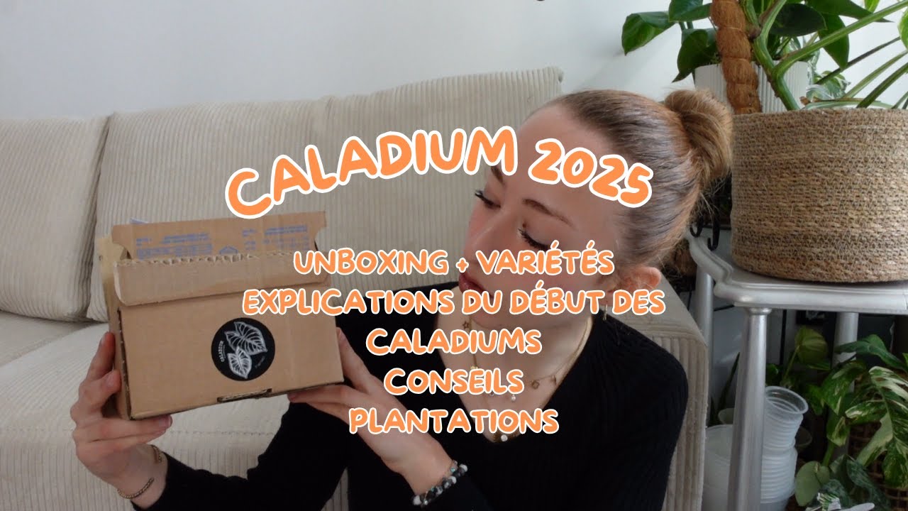 Caladium 2025 | Unboxing, explications du début des caladiums, conseils, plantations