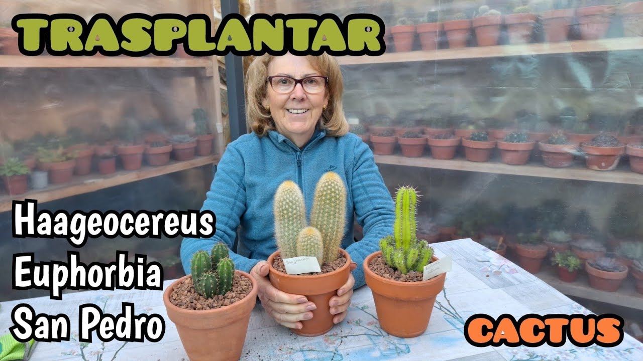 Trasplante Haageocereus, Euphorbia y San Pedro 🌵 #cactumania_spain #plantas #cactuslovers