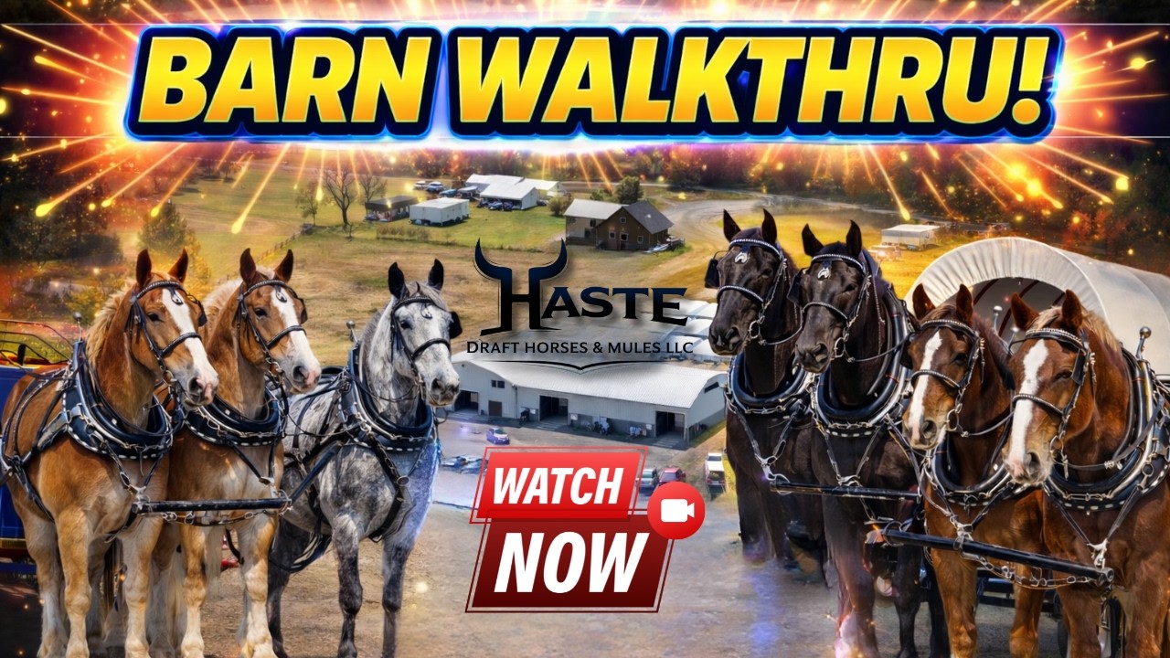 &ldquo;Barn Walkthru: Draft Horse Teams FOR SALE You Don&rsquo;t Want to Miss&rdquo;