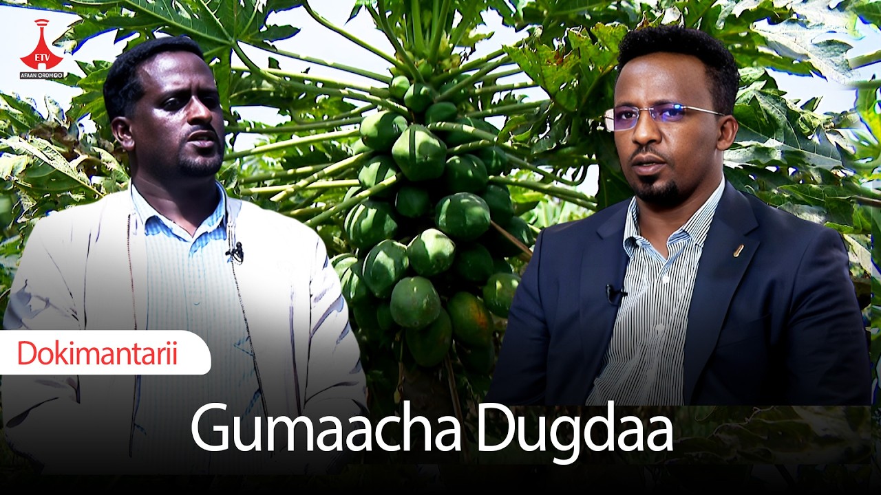 Dokimantarii - Gumaacha Dugdaa  etv |Ebc |Etv Afaan Oromoo|