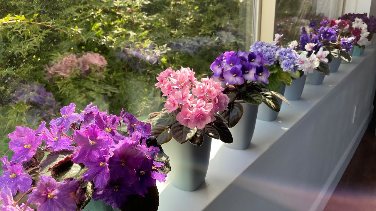 African Violets - October 2022 - Top 9 Bloomers