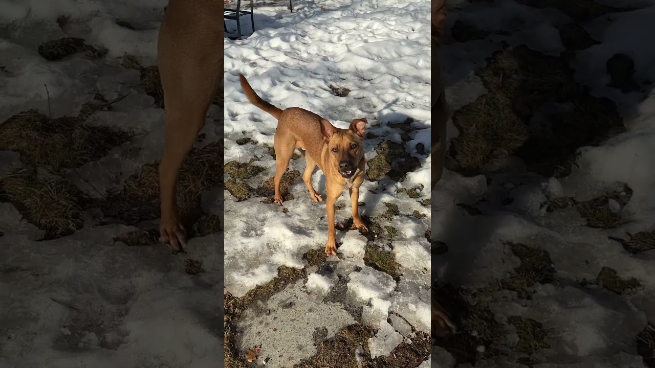 Potcake Rescue Dog One Last Paw Print in the Snow 
