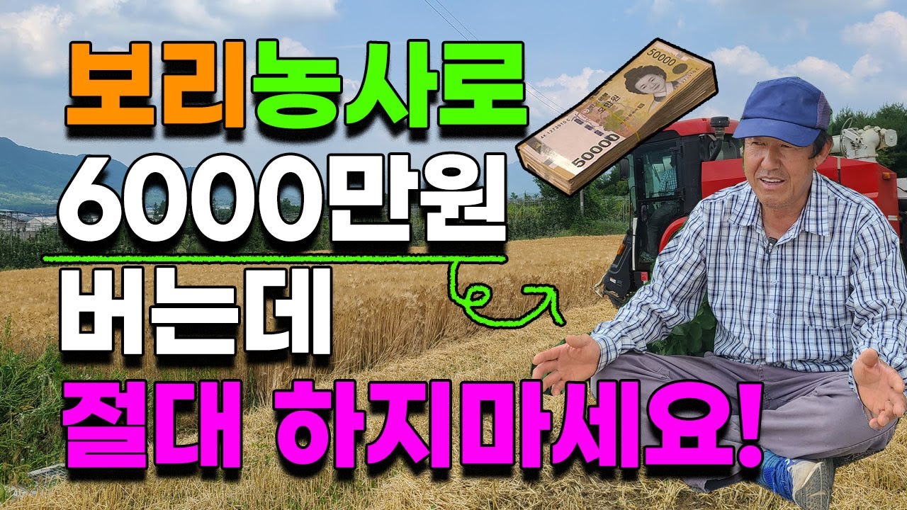 보리농사로 6000만원 버는데 절대 하면 안되는 이유 보리수익 보리재배 보리쌀 010-3215-6365