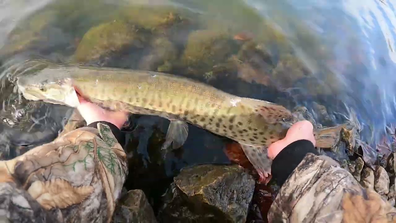 This place is STACKED with HUGE FISH