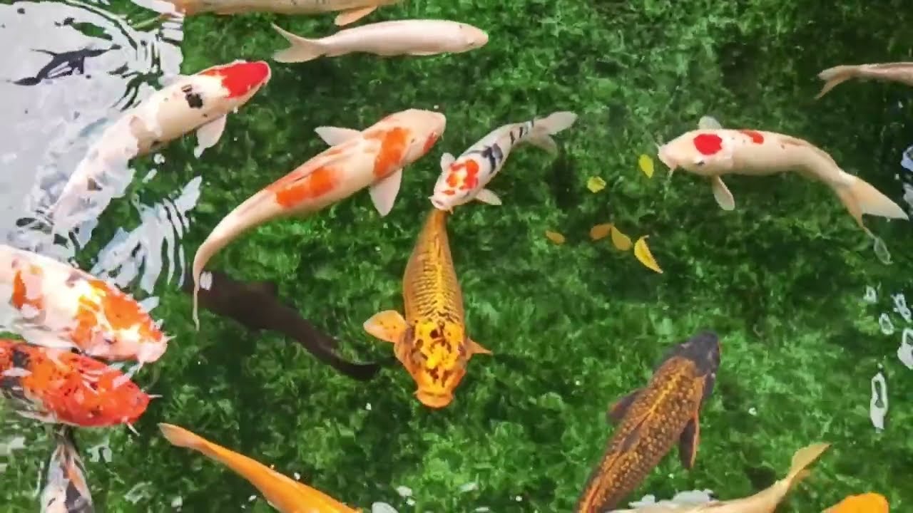 Calm Koi Fish Pond – Focus Music for Studying & Working