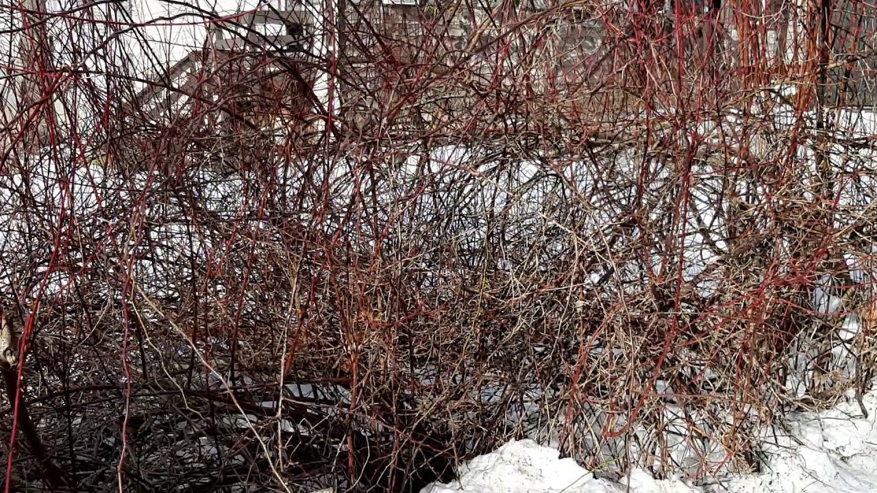 My Finch Friends